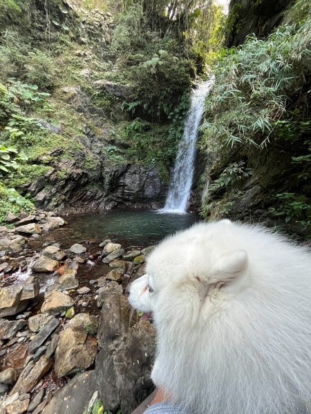 跟銀狐犬一起去蝴蝶谷瀑布找遺失登山杖 2025.12.52956221