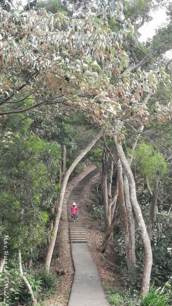 《彰化》登山市集｜員林臥龍坡環藤山步道202312162380615