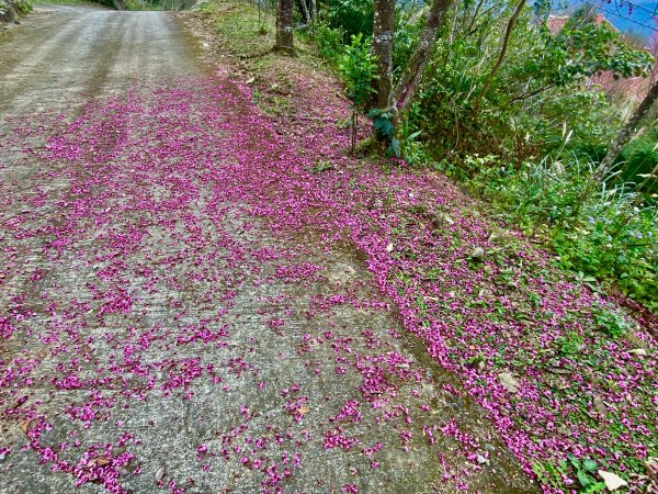 坐公車接駁的神仙縱走2707443