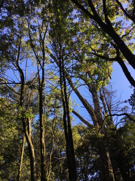 稍來小雪山步道737065