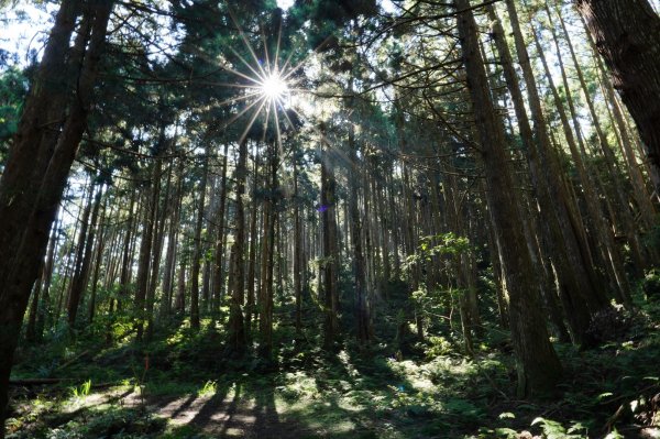 新竹 五峰 麥巴來山2303356