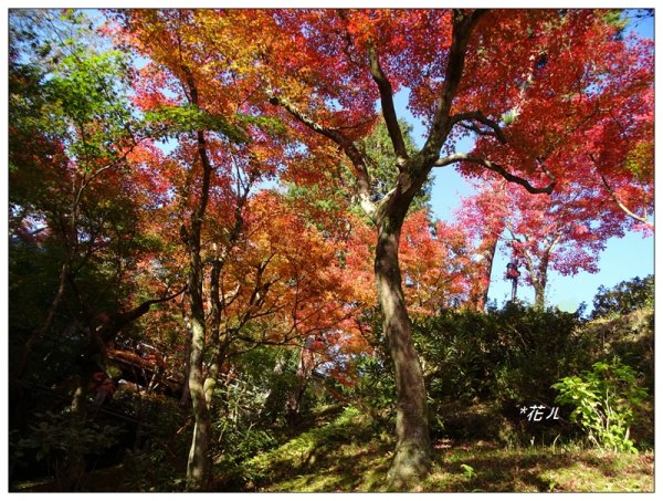 京都/東福寺的紅葉755258