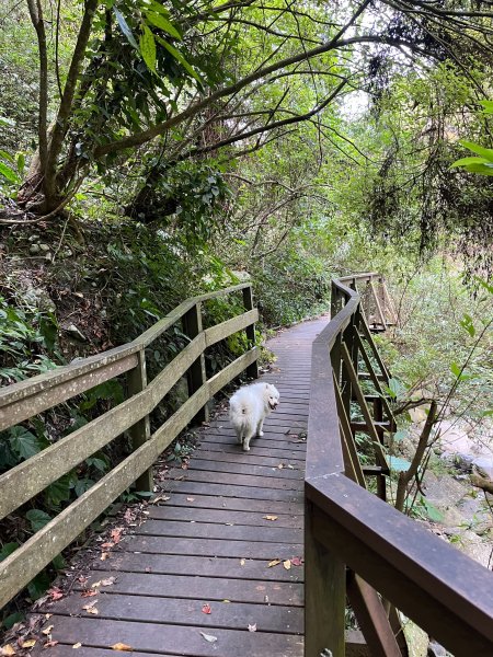 跟銀狐犬一起去蝴蝶谷瀑布找遺失登山杖 2025.12.52956223