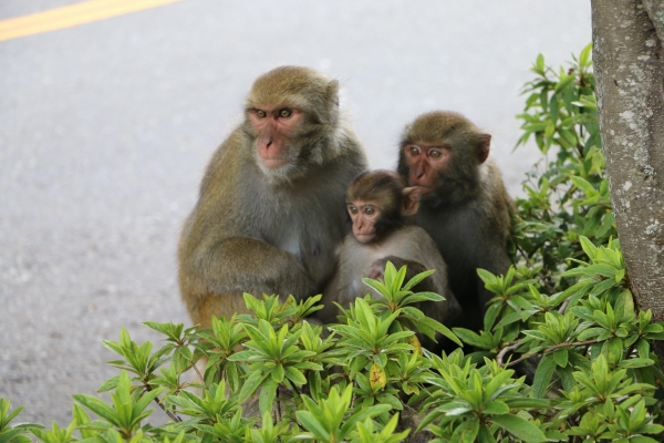 2015-08-01~02  登東埔山步道21633