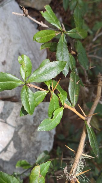 天使的眼淚嘉明湖，美呆了嘉明湖國家步道，一生難忘的美景，台灣第二高的高山湖泊，三天二夜嘉明湖2841318
