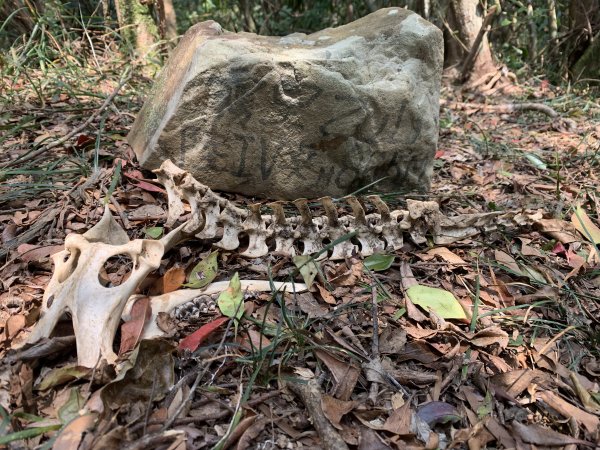 20250404屏東北獅子頭山-霧里乙山2757442