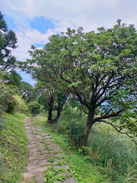 環七星山人車分道步道-百拉卡公路入口至冷水坑段 - 走遍陽明山尋寶任務2255044