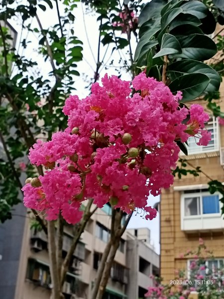 公園尋花問草趣-內湖瑞陽、安湖三號、大港墘、師大公園、師大夜市、大稻埕【走路趣尋寶, 全臺齊步走】2186263