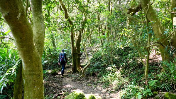 微笑山線百年大榕樹段2848402