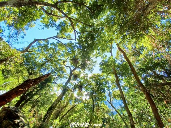 【台中和平】生態廊道。 雪山坑環線步道x巨人之手觀景點2954010