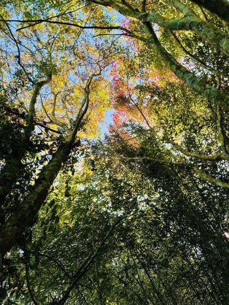 馬拉邦山-楓情萬種1545620