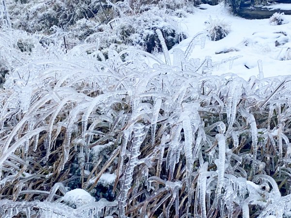 合歡銀白北國風情追雪趣 20211111235461