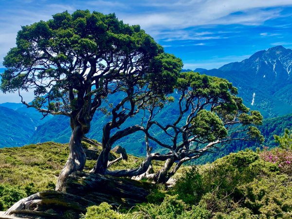 合歡山七連峰的空中花園賞花趣3073097