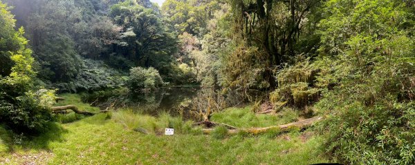 新竹 尖石 鎮西堡巨木群步道A線巨木群 毒龍潭2884745