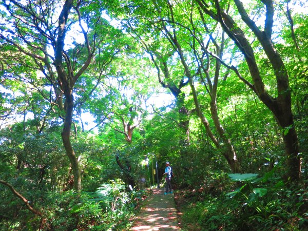 草山竹林美景療癒小徑：橫嶺古道1045590