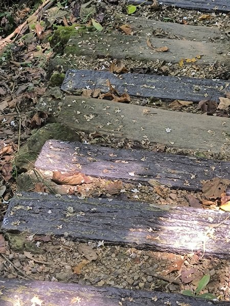 20250830天上山、旺旺嶺、太極嶺2874089