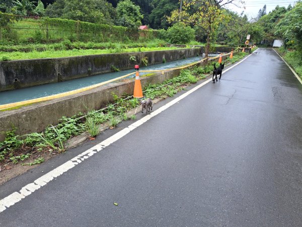 2026樟之細道：清水坑古道-伙房崎古道-大牛崎古道3111873