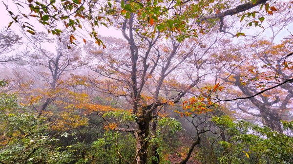 東北季風起遊走雲瀑和山毛櫸間的啦卡山與北插天山登山行2951078