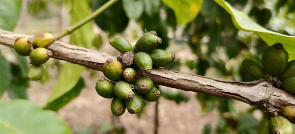 2026/02/27-荷苞山登山步道3010031