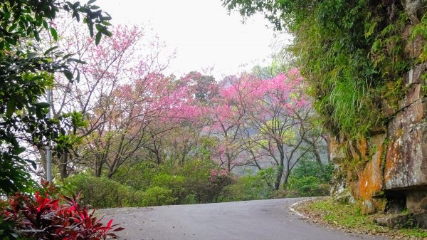 大尖山,四分尾山,勤進路1630948