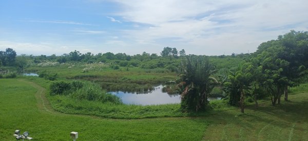 舊鐵橋溼地生態公園.大樹2891170