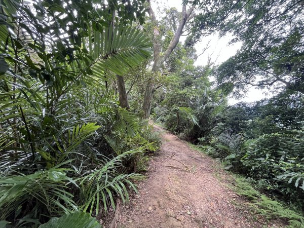 [微笑山線_第三段] 2025_0720 鳶山山系_鳶尾山2843651