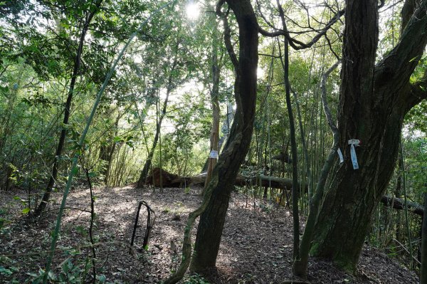 新竹 竹東 柯子湖山、尖山2613904