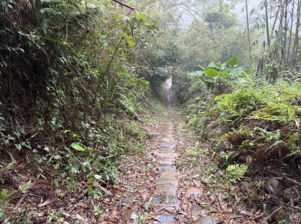 [樟之細路_第一大段RSA06] 2026_0329 打牛崎古道3027157