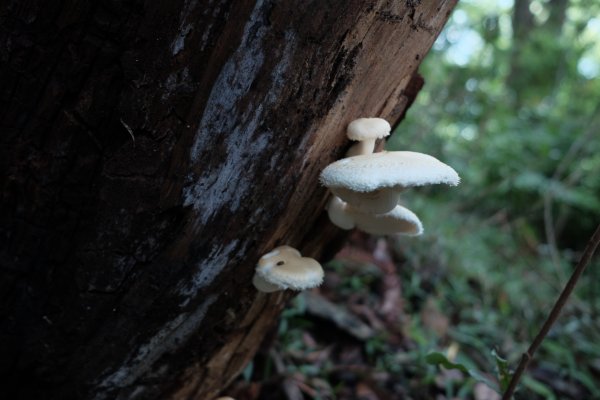 新竹尖石 | 那比尖煤O縱3045990