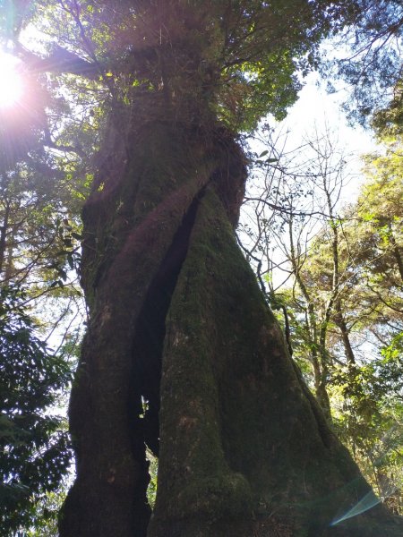 鳶嘴稍來輕鬆走806229