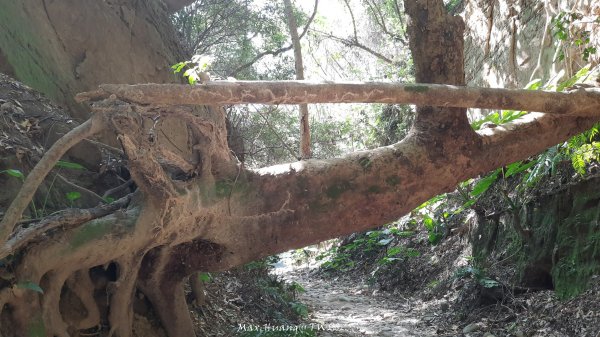 《彰化》原始峽谷｜八卦山一線天步道202502282723533