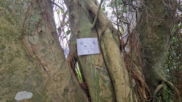 圓通寺烘爐地登山步道大O走3007115