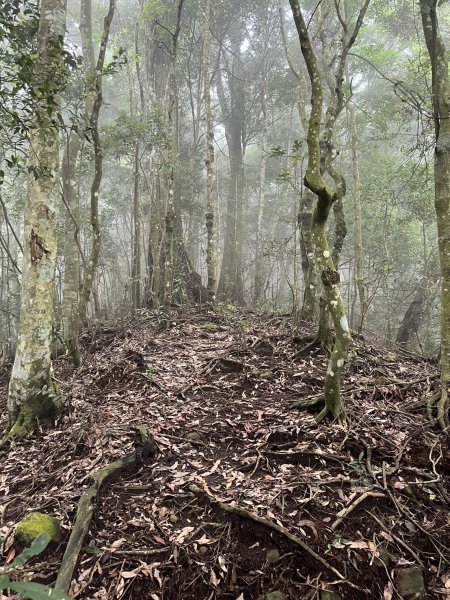 東河線上鵝公髻山，至鳥嘴山後下大窩山部落 2024.8.182577501