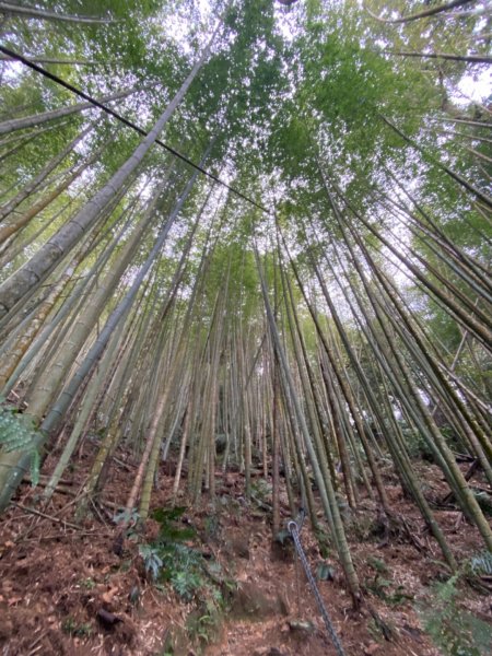 水社大山水晶蘭大爆發881630