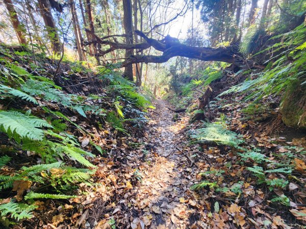 20251123秘境車站峠駅與垂水遺跡2957781