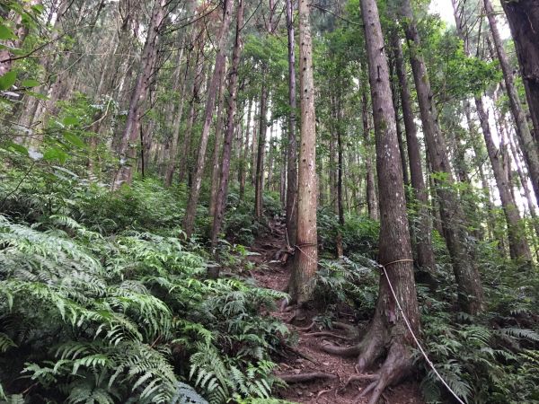 2018/06/18高台山連走島田三山353649