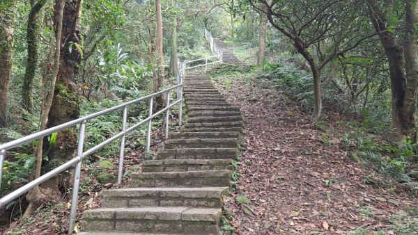 20240308汐止大尖山步道-四分尾山-耳空龜山2448623