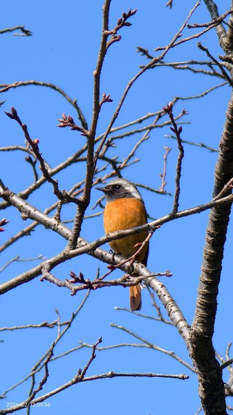 #河津櫻 #八重櫻 #山櫻花 #黃尾鴝 #綠繡眼 #夕陽 2/122997673