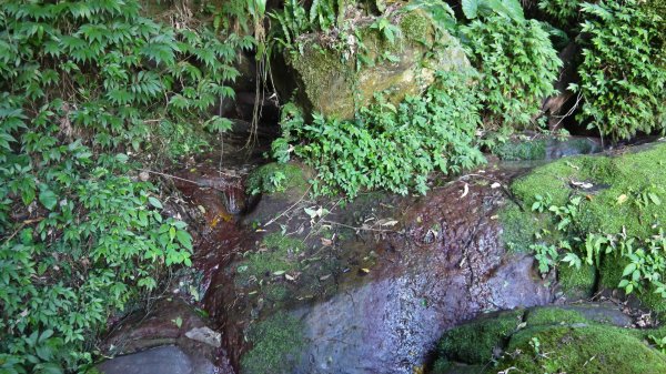 福德坑山登山健行趣(小百岳19)1546927