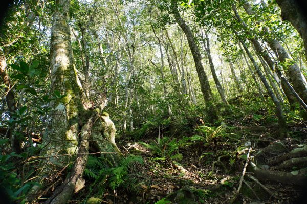 桃園 復興 復興尖山2867093