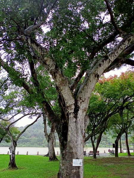 內湖大港墘公園、大湖公園 (防災公園) 【走路趣尋寶】1896634