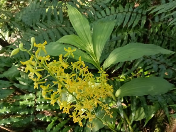 基隆市界寮縱走之七分寮山+友蚋山+印地安頭像+七汐農路O型2967928