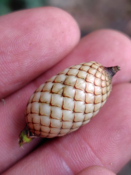 鳳鳴古道 鳳鳴山 南隘勇（南長城）古道 三湖山 八達嶺（龍骨）古道 綠色古道 延平古道2975177