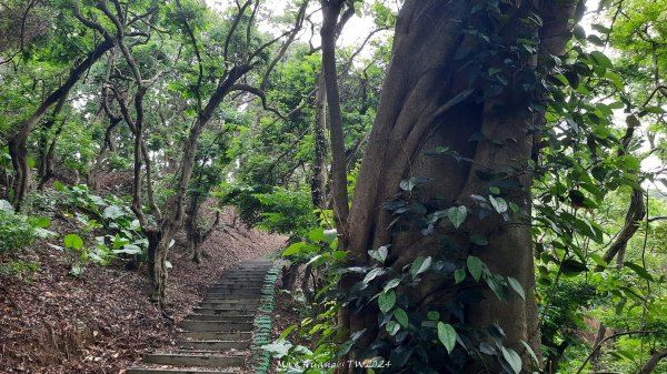 《彰化》西北雨後｜花壇大嶺巷步道群O繞202408242579742