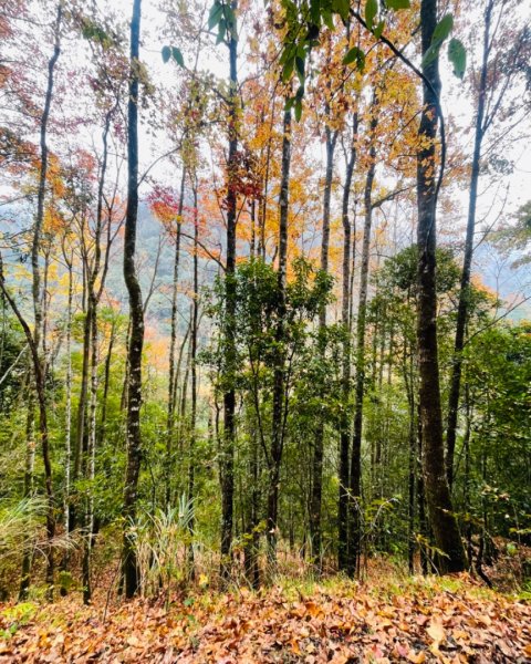 霞喀羅古道-養老進-白石駐在所折返2677493