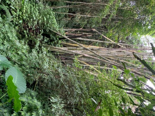 大湖馬拉邦山（小百岳）1065679