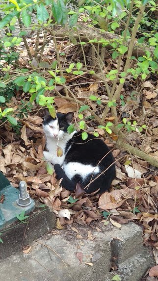 2020 2/4 虎頭埤878933