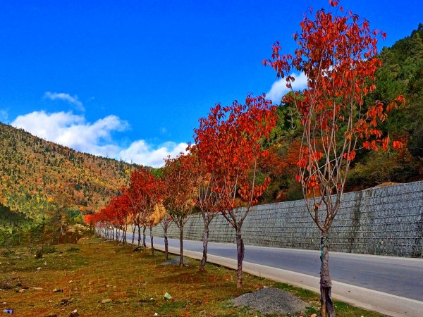 納帕海、金沙江大轉彎、白馬雪山埡口、飛來寺468009