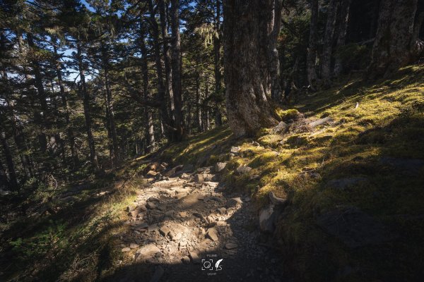 心映雪翠｜Mt.Xue｜Taiwan 785823