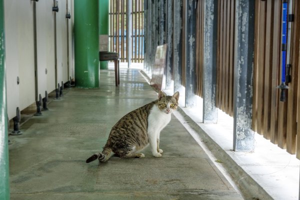 礁溪 五峰旗-跑馬古道3029597